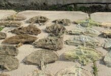В Одесской области из браконьерских ловушек спасли почти 180 раков