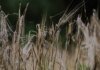 Агросектор РФ входит в сезон с худшими показателями посевной за 8 лет — разведка