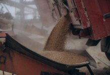 От зерна до мяса птицы — кто формирует основной агроэкспорт Украины