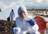 Зараженные туши на оккупированной Херсонщине: врачи объяснили, грозит ли Украине эпидемия сибирской язвы