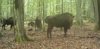 Охоту волков на зубров в древнем лесу впервые запечатлели на камеру: гиганты в опасности (видео)