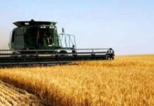 На Одесщине стартовала жатва: аграрии уже собирают первый урожай