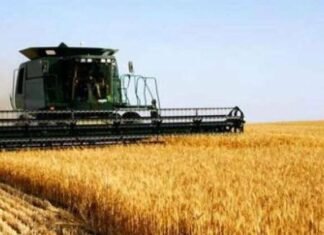 На Одесщине стартовала жатва: аграрии уже собирают первый урожай