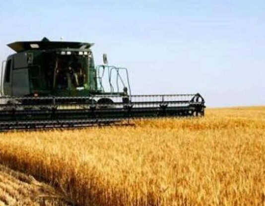 На Одесщине стартовала жатва: аграрии уже собирают первый урожай