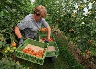 Турция держит 63% импорта томатов: что мешает Украине выращивать помидоры зимой