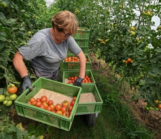 Турция держит 63% импорта томатов: что мешает Украине выращивать помидоры зимой