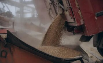 Украина и россия атаковали порты друг друга, цены на пшеницу выросли — Bloomberg