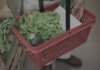 В России овощная корзина дорожает в двенадцать раз быстрее официальной инфляции — разведка