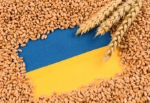 Зеленский анонсировал обновление плана защиты зернового экспорта