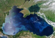 Индия ищет замену подсолнечному маслу из-за перебоев с поставками из Черного моря