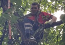 Сбежал во время прогулки: в Киеве сняли с дерева императорского удава (видео)