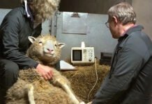 Рождение овечки Долли семь месяцев держали в секрете: почему первого клона скрывали от мира (видео)