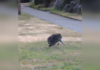 «Я никогда не видела ничего подобного»: енот-мутант тронул миллионы пользователей сети (видео)