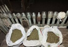 Почти 3 млн: в Одесской области полицейские обнаружили наркоплантацию с «урожаем» в 150 кустов