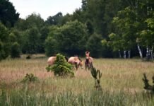 Новая жизнь: в Чернобыльской зоне заметили прибавление (фото)
