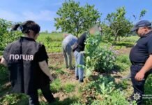 Наркоррекорд в Одесской области: правоохранители изъяли целый арсенал запрещенных веществ, — ФОТО