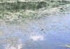 Жителей Одесщины испугали сообщения о море рыбы: что произошло на самом деле