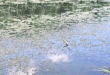 Жителей Одесщины испугали сообщения о море рыбы: что произошло на самом деле