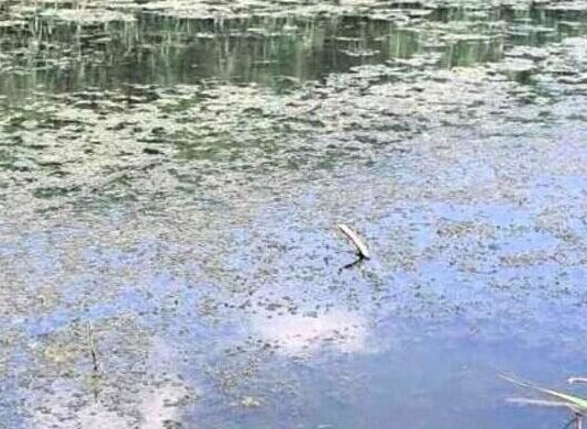 Жителей Одесщины испугали сообщения о море рыбы: что произошло на самом деле