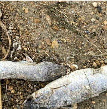 В Одесской области массово погибает рыба: экологи назвали вероятную причину