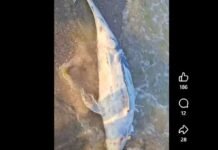 Через пять дней на Одесщине море выбросило еще четырех дельфинов