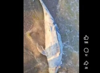 Через пять дней на Одесщине море выбросило еще четырех дельфинов