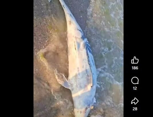 Через пять дней на Одесщине море выбросило еще четырех дельфинов
