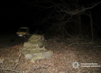 Хотели заработать на дубах, а получили приговор: в Одесской области суд наказал «черных лесорубов»