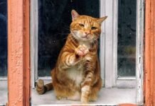 Настоящий магнит для кошек: почему животные тянутся к некоторым людям, а других избегают