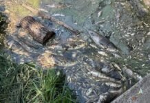 Вода из водоемов Борщаговки: что показали первые анализы после гибели трех тонн рыбы