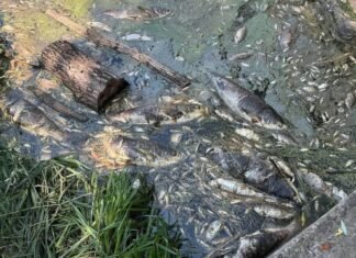 Вода из водоемов Борщаговки: что показали первые анализы после гибели трех тонн рыбы