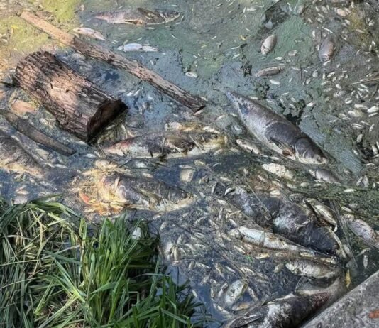 Вода из водоемов Борщаговки: что показали первые анализы после гибели трех тонн рыбы
