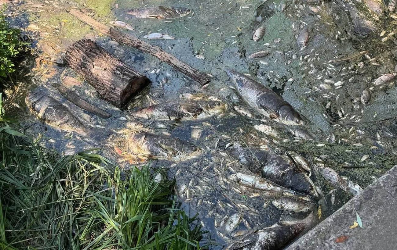 Вода из водоемов Борщаговки: что показали первые анализы после гибели трех тонн рыбы