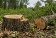 Одно дерево — почти 35 тысяч гривен убытков: в Одесской области разоблачили незаконную рубку