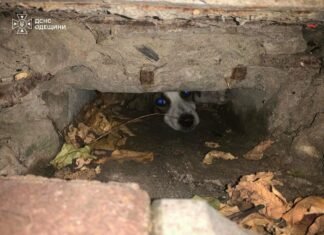 Кошка на дне оврага, щенок — в яме: в Одесской области спасатели освобождали пушистиков из ловушек