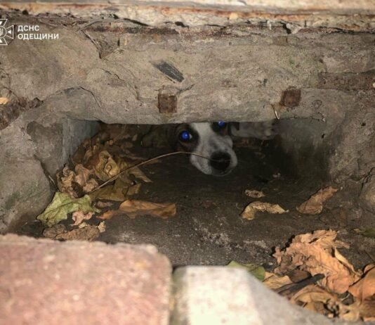 Кошка на дне оврага, щенок — в яме: в Одесской области спасатели освобождали пушистиков из ловушек