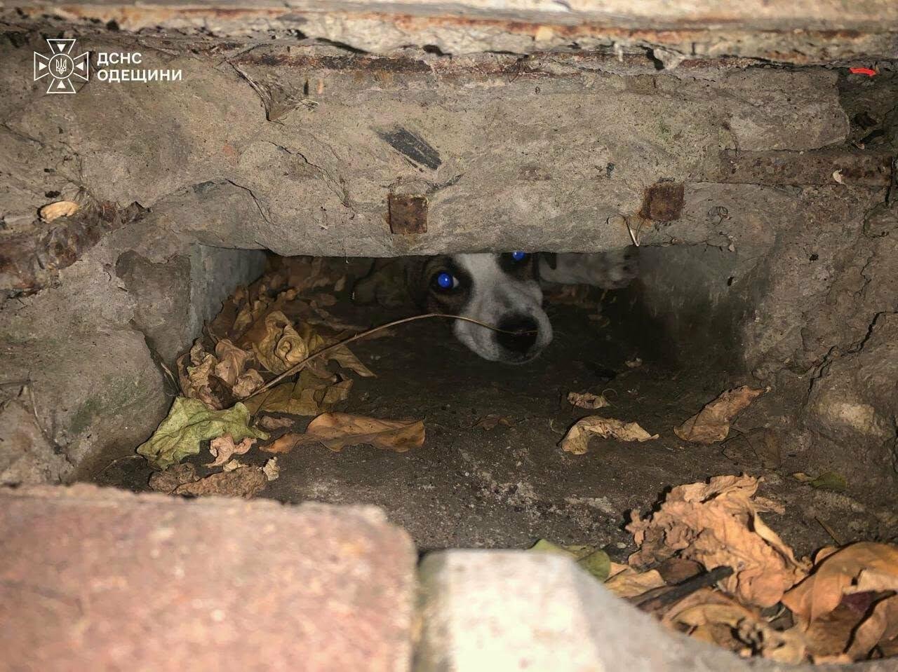 Кошка на дне оврага, щенок — в яме: в Одесской области спасатели освобождали пушистиков из ловушек