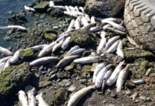 Сероводород в воде и превышение норм: что происходит с Хаджибейским лиманом в Одесской области