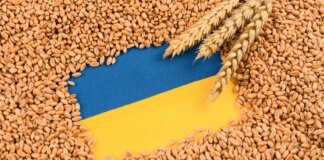 Украина станет аграрной частью ЕС на особых условиях: в Брюсселе рассказали о будущем экспорта зерна