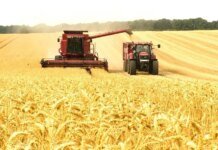 В Украине обмолотили 72% прогнозируемых площадей зерновых: какие области лидируют