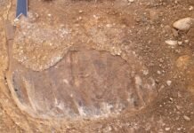 Предки человека делили маршрут выхода из Африки с настоящими гигантами (фото)