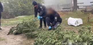 Сам вырастил и высушил: на Одесщине у мужчины изъяли почти 20 кг каннабиса