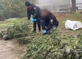 Сам вырастил и высушил: на Одесщине у мужчины изъяли почти 20 кг каннабиса