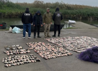В Одесской области браконьер наловил рыбы более чем на 1,39 млн грн: что нашли в его сетках