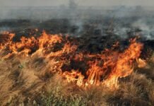 Более 538 миллионов гривен убытков: в Одесской области в результате обстрела пострадал Дунайский заповедник