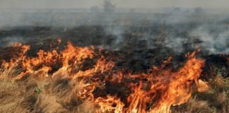 Более 538 миллионов гривен убытков: в Одесской области в результате обстрела пострадал Дунайский заповедник