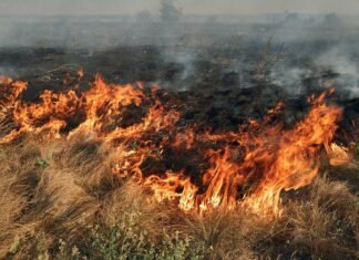 Более 538 миллионов гривен убытков: в Одесской области в результате обстрела пострадал Дунайский заповедник